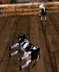 Tipped Pack Cow Live.jpg