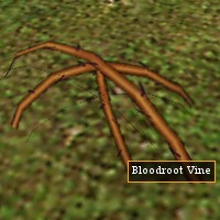 Bloodroot Vine