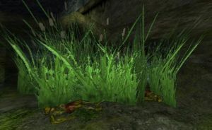 Mossy Cave (Shoushi) Interior Live.jpg